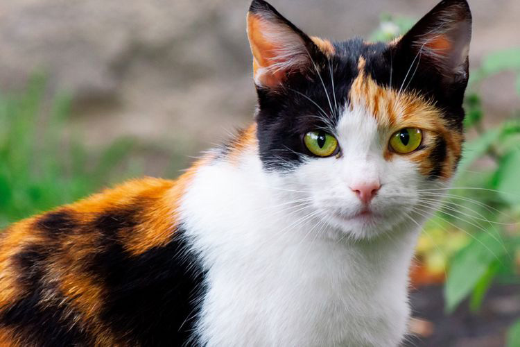 Kucing kembang telon (calico cat)