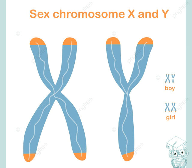 kromosom seks