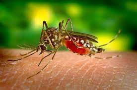 nyamuk sedang menghisap darah manusia